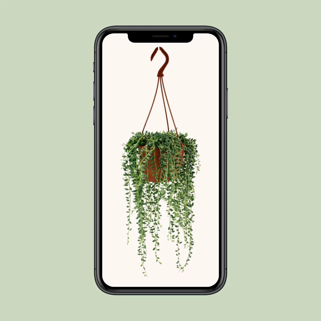 Hängendes Kreuzkraut (Senecio herreianus) – pflegeleichte Zimmerpflanze, Topf-Ø 12 cm, Höhe ca. 20 cm