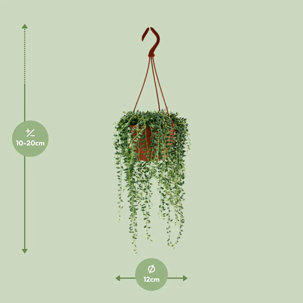 Hängendes Kreuzkraut (Senecio herreianus) – pflegeleichte Zimmerpflanze, Topf-Ø 12 cm, Höhe ca. 20 cm