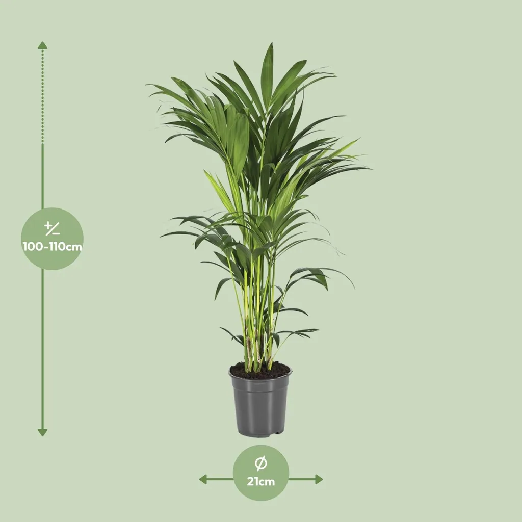 Kentiapalme (Howea forsteriana) – pflegeleichte Zimmerpflanze, Topf-Ø 21 cm, Höhe ca. 110 cm