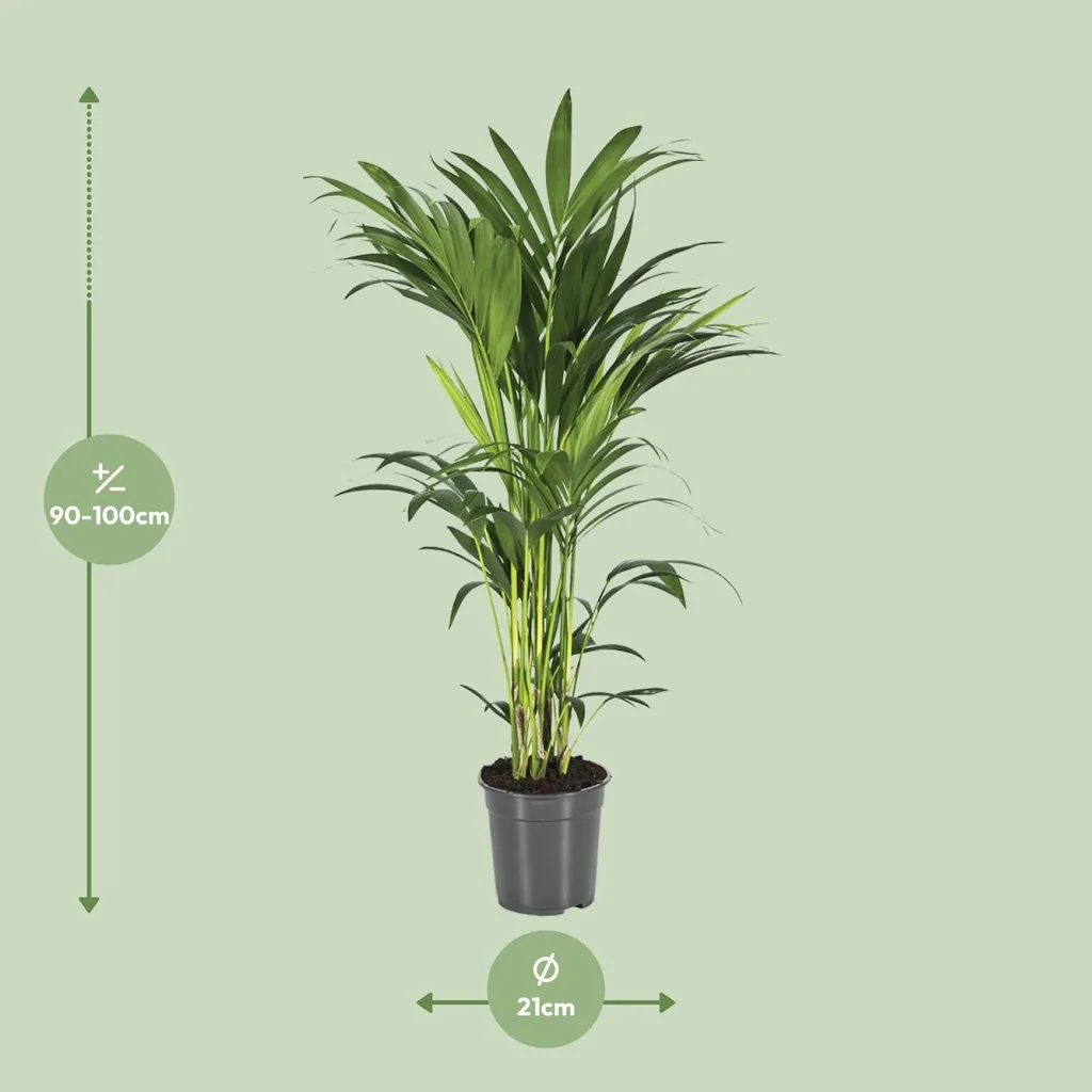 Kentiapalme (Howea forsteriana) – pflegeleichte Zimmerpflanze, Topf-Ø 21 cm, Höhe ca. 100 cm