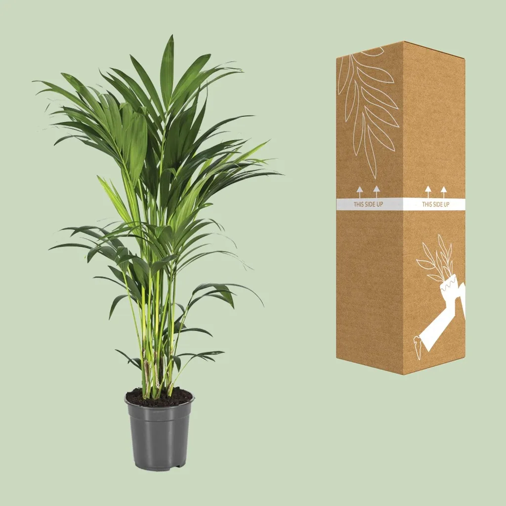 Kentiapalme (Howea forsteriana) – pflegeleichte Zimmerpflanze, Topf-Ø 21 cm, Höhe ca. 100 cm