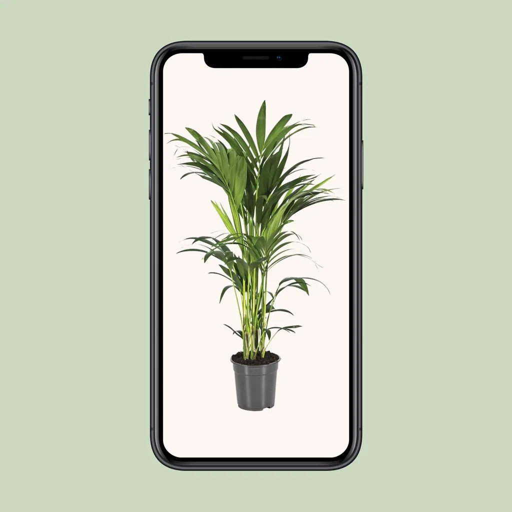 Kentiapalme (Howea forsteriana) – pflegeleichte Zimmerpflanze, Topf-Ø 21 cm, Höhe ca. 100 cm