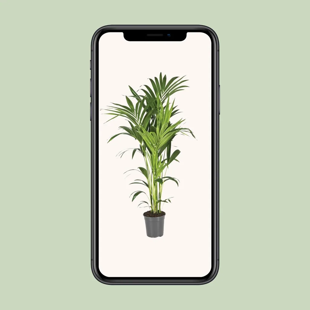 Kentiapalme (Howea forsteriana) – pflegeleichte Zimmerpflanze, Topf-Ø 21 cm, Höhe ca. 130 cm