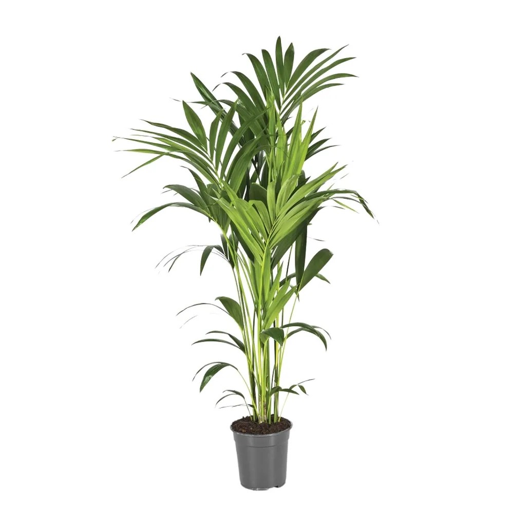 Kentiapalme (Howea forsteriana) – pflegeleichte Zimmerpflanze, Topf-Ø 21 cm, Höhe ca. 130 cm