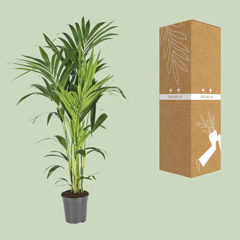Kentiapalme (Howea forsteriana) – pflegeleichte Zimmerpflanze, Topf-Ø 21 cm, Höhe ca. 130 cm