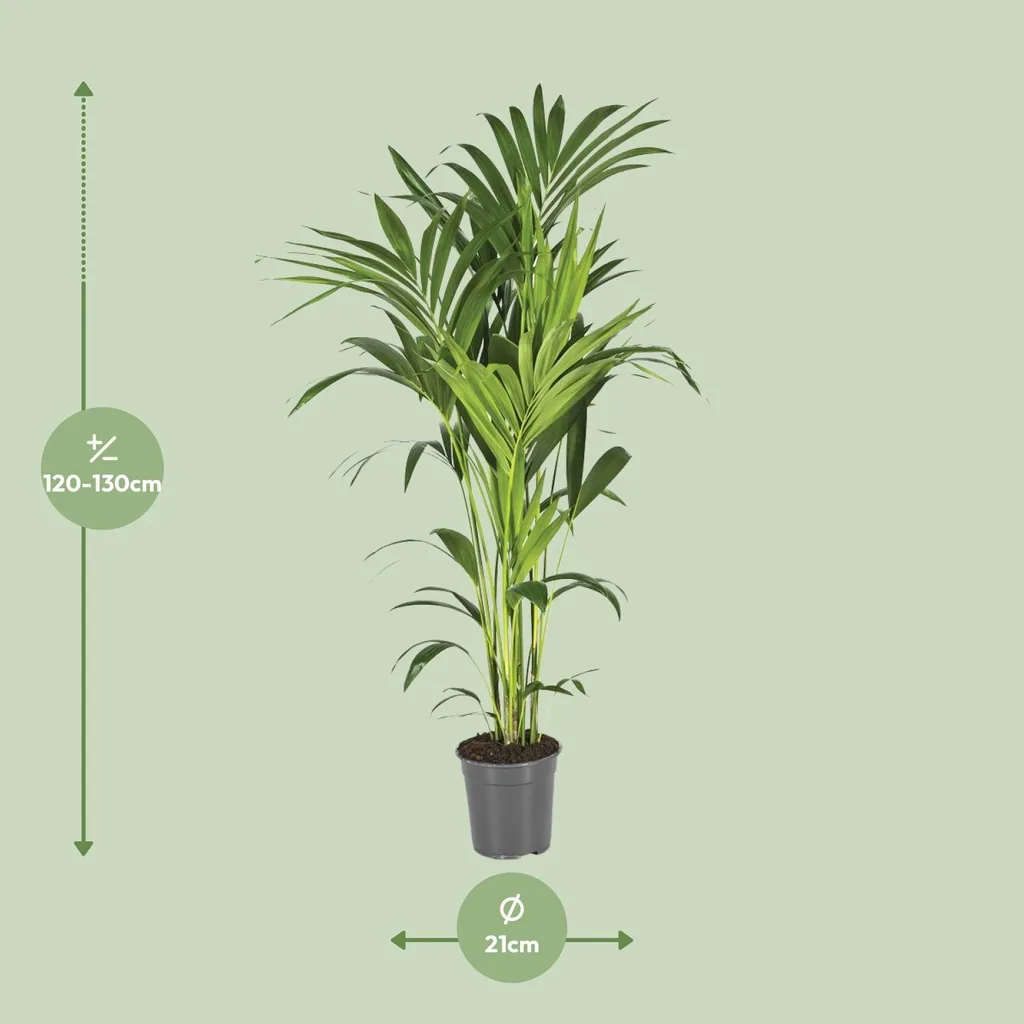 Kentiapalme (Howea forsteriana) – pflegeleichte Zimmerpflanze, Topf-Ø 21 cm, Höhe ca. 130 cm