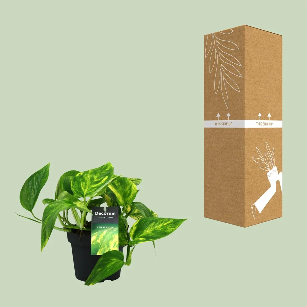 Efeutute (Epipremnum aureum) – pflegeleichte Zimmerpflanze, Topf-Ø 12 cm, Höhe ca. 20 cm