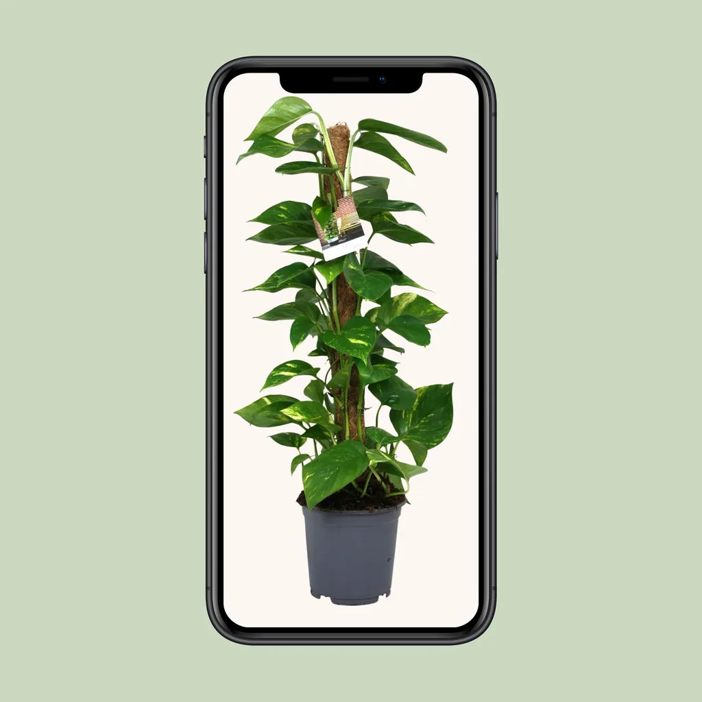 Efeutute (Epipremnum aureum) – pflegeleichte Zimmerpflanze, Topf-Ø 19 cm, Höhe ca. 80 cm