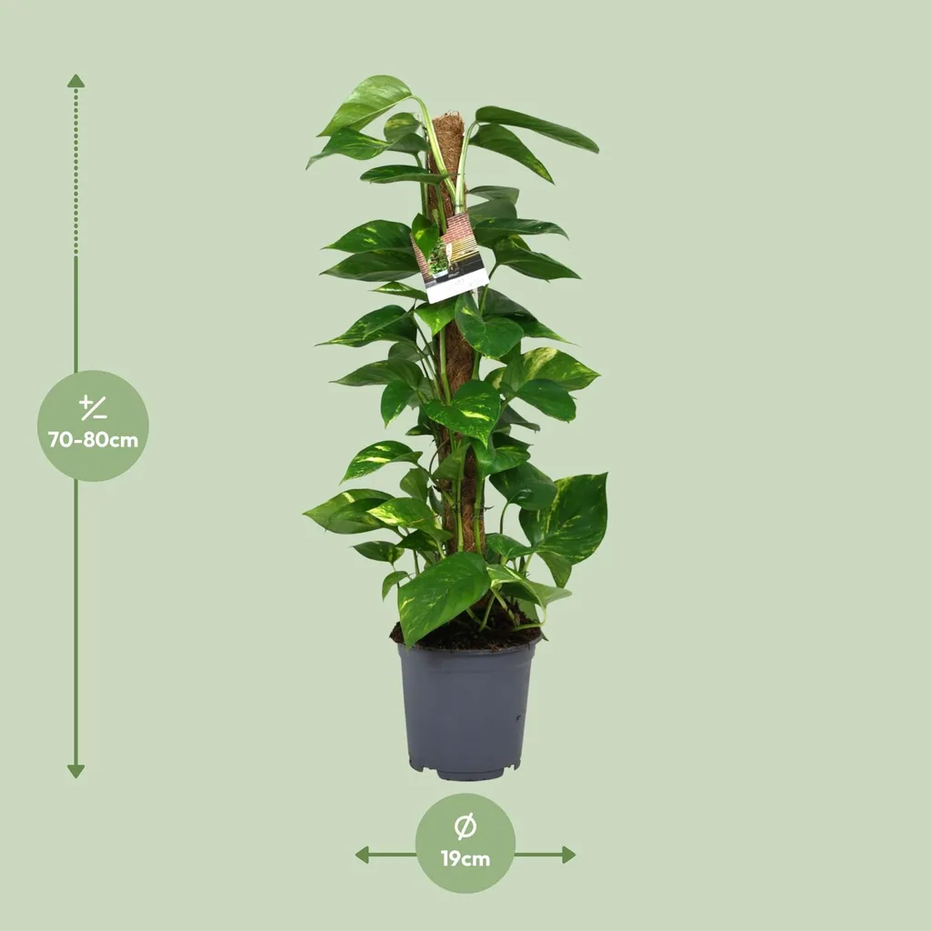 Efeutute (Epipremnum aureum) – pflegeleichte Zimmerpflanze, Topf-Ø 19 cm, Höhe ca. 80 cm