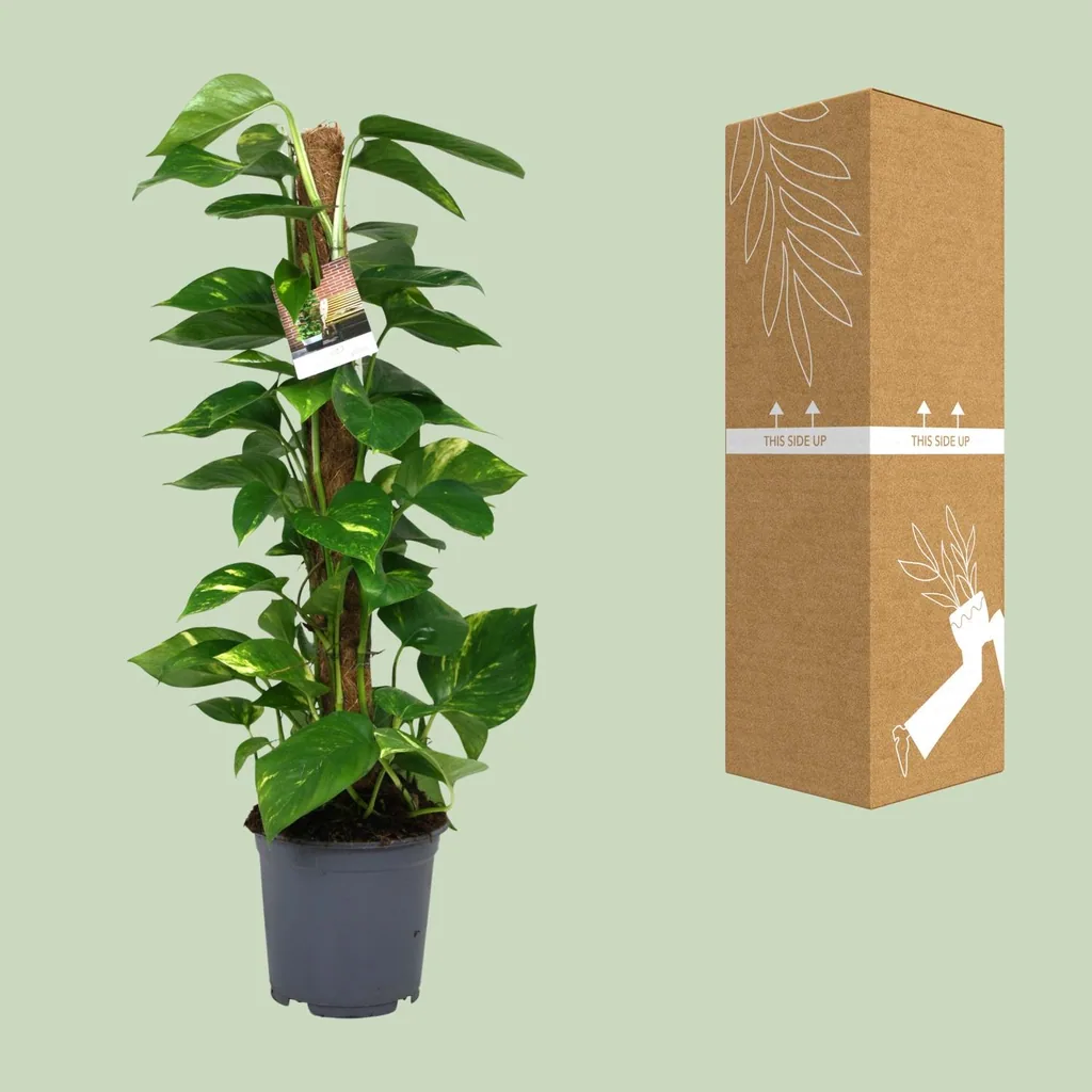 Efeutute (Epipremnum aureum) – pflegeleichte Zimmerpflanze, Topf-Ø 19 cm, Höhe ca. 80 cm