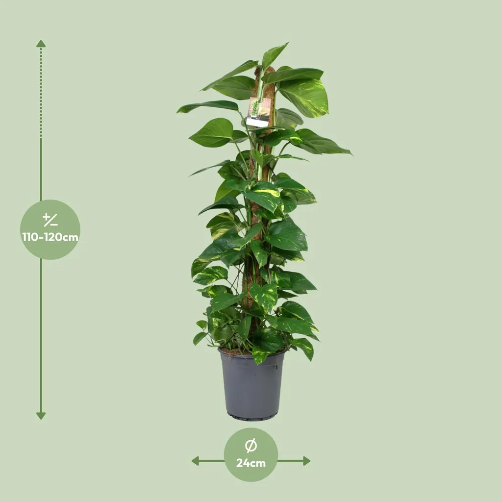 Efeutute (Epipremnum aureum) – pflegeleichte Zimmerpflanze, Topf-Ø 24 cm, Höhe ca. 120 cm