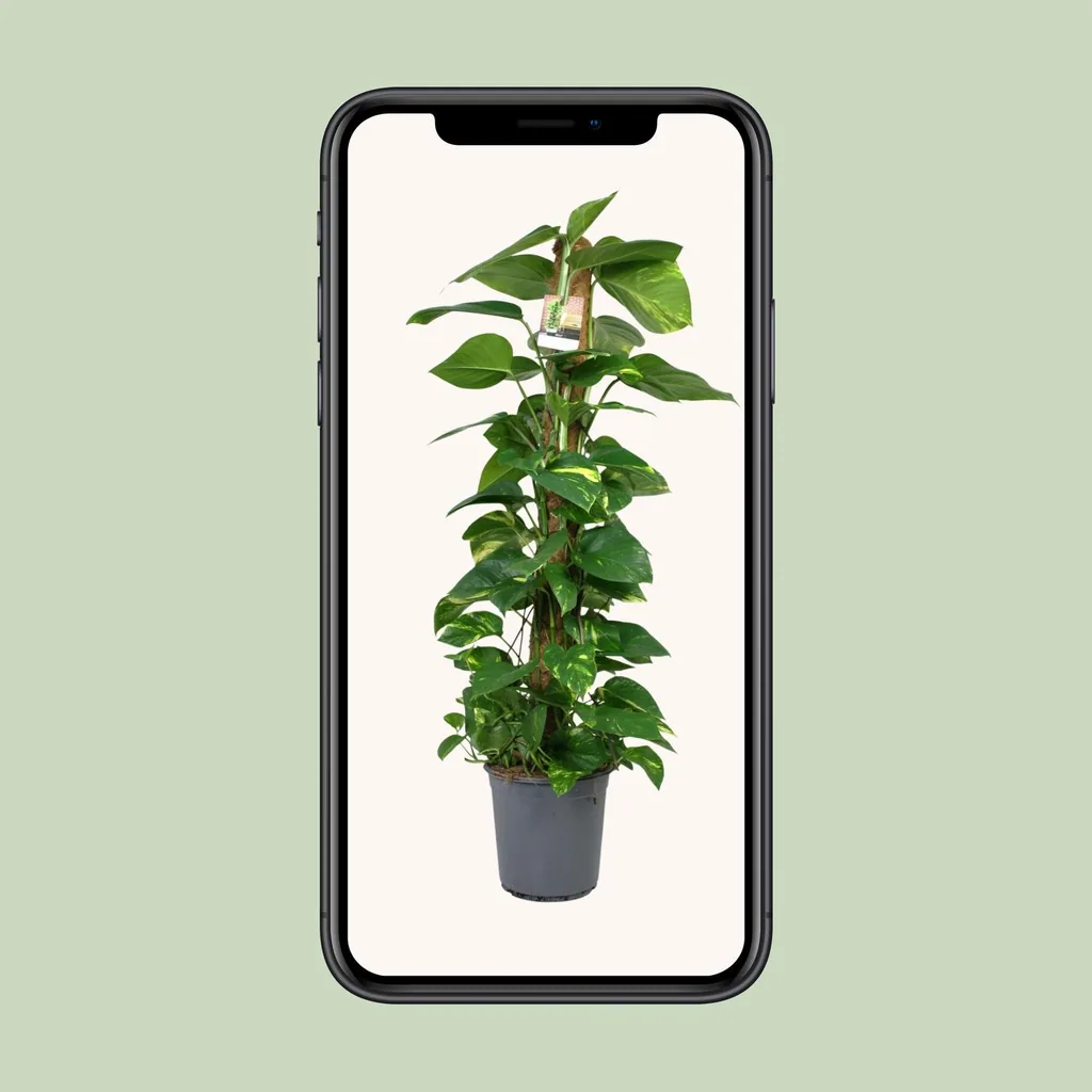 Efeutute (Epipremnum aureum) – pflegeleichte Zimmerpflanze, Topf-Ø 24 cm, Höhe ca. 120 cm