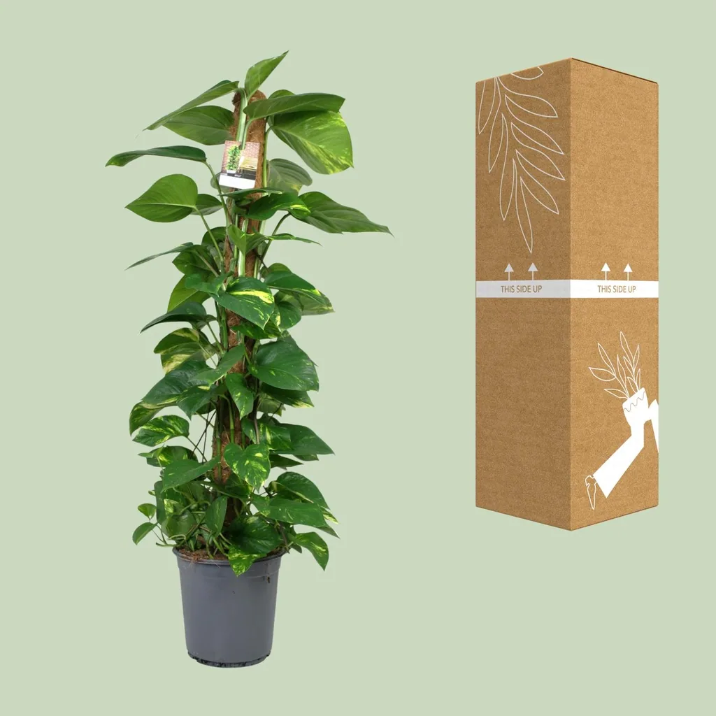 Efeutute (Epipremnum aureum) – pflegeleichte Zimmerpflanze, Topf-Ø 24 cm, Höhe ca. 120 cm