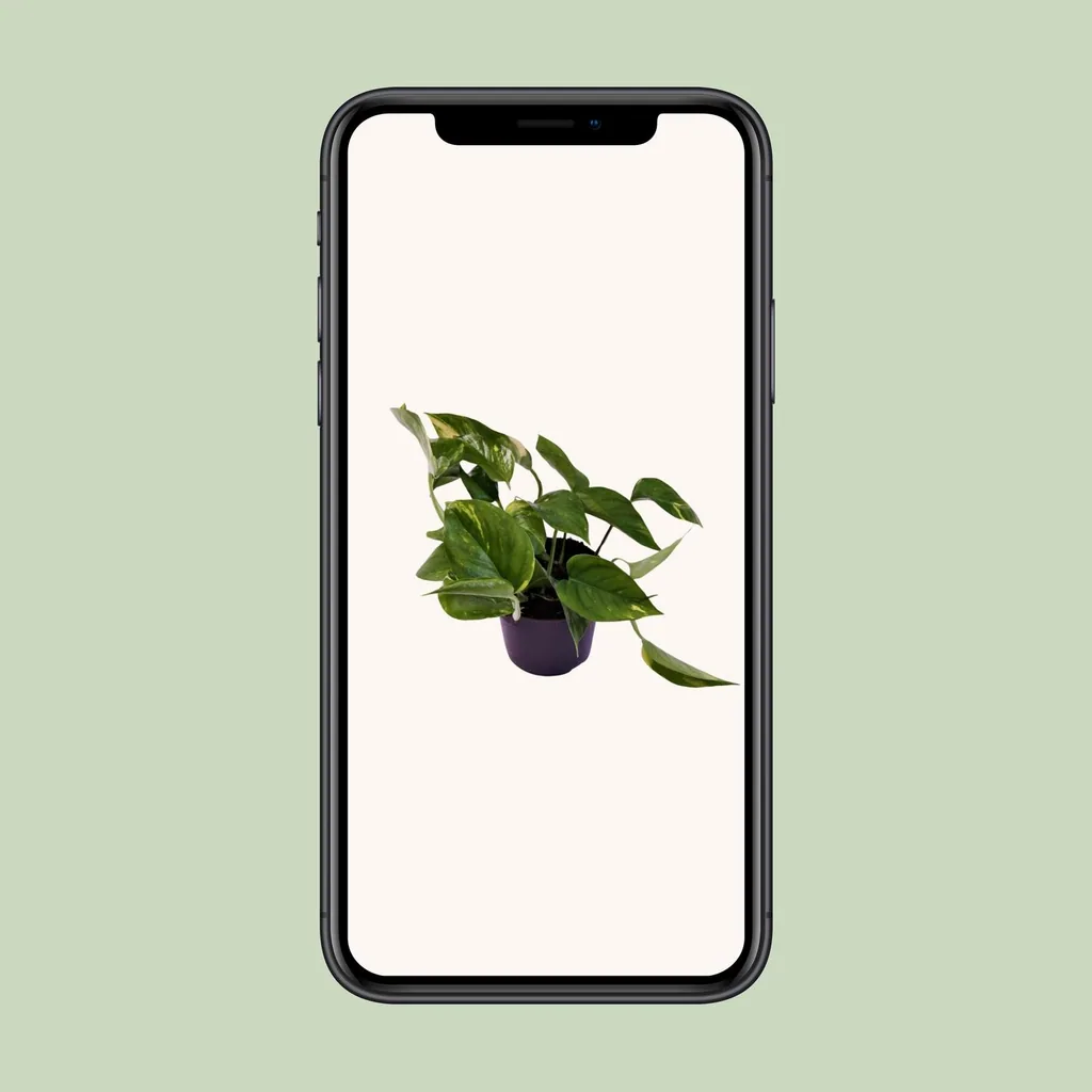 Efeutute (Epipremnum aureum) – pflegeleichte Zimmerpflanze, Topf-Ø 12 cm, Höhe ca. 25 cm