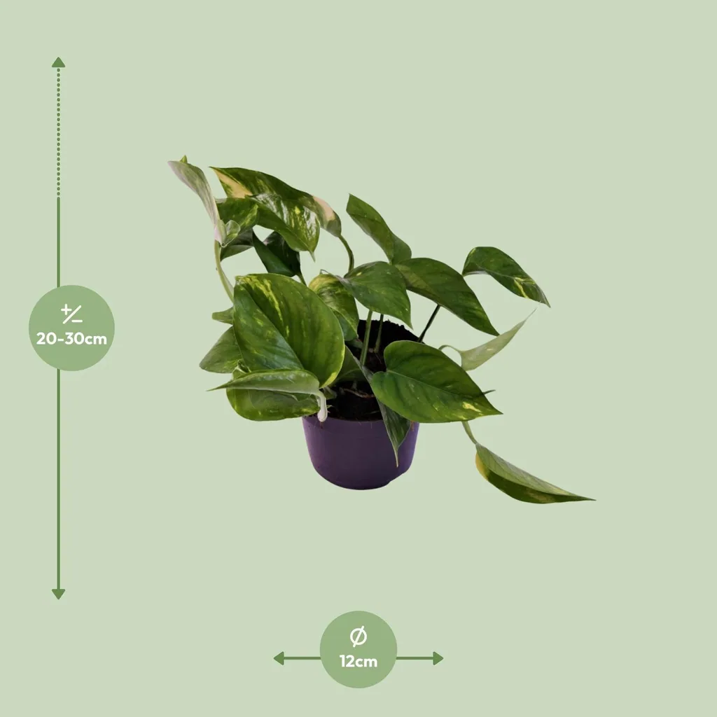 Efeutute (Epipremnum aureum) – pflegeleichte Zimmerpflanze, Topf-Ø 12 cm, Höhe ca. 25 cm
