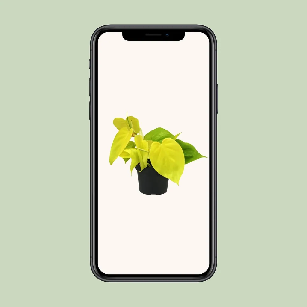 Baumfreund 'Lime' (Philodendron) – pflegeleichte Zimmerpflanze, Topf-Ø 12 cm, Höhe ca. 20 cm