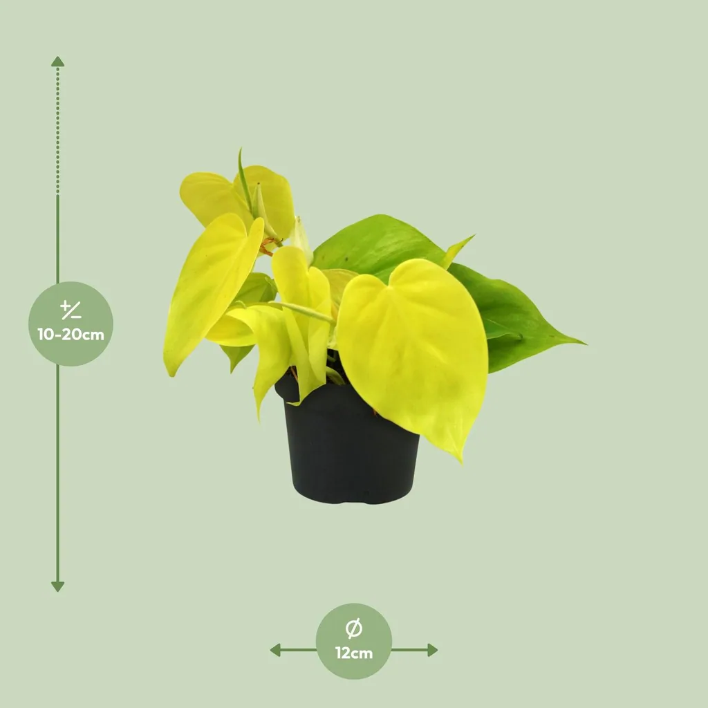 Baumfreund 'Lime' (Philodendron) – pflegeleichte Zimmerpflanze, Topf-Ø 12 cm, Höhe ca. 20 cm