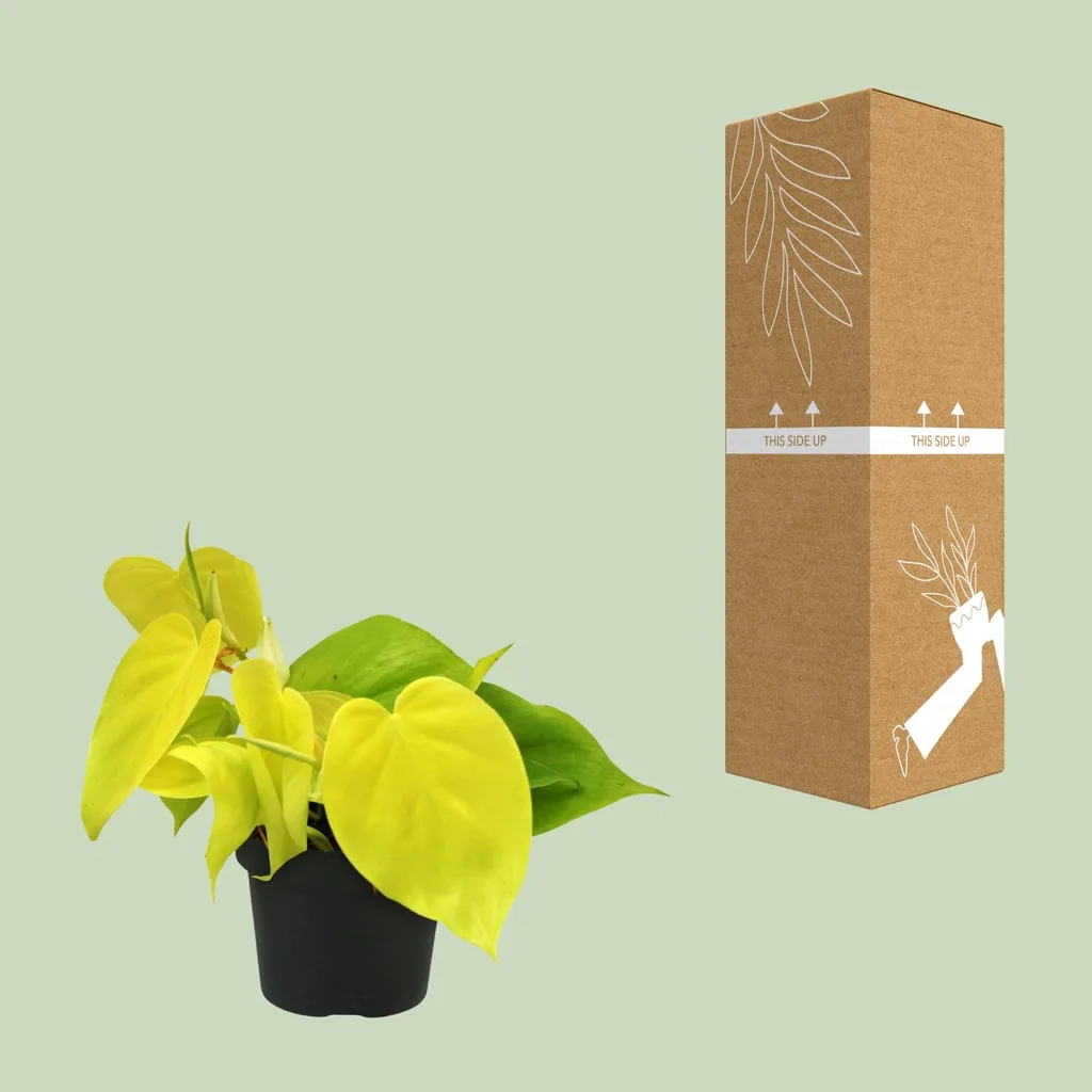 Baumfreund 'Lime' (Philodendron) – pflegeleichte Zimmerpflanze, Topf-Ø 12 cm, Höhe ca. 20 cm