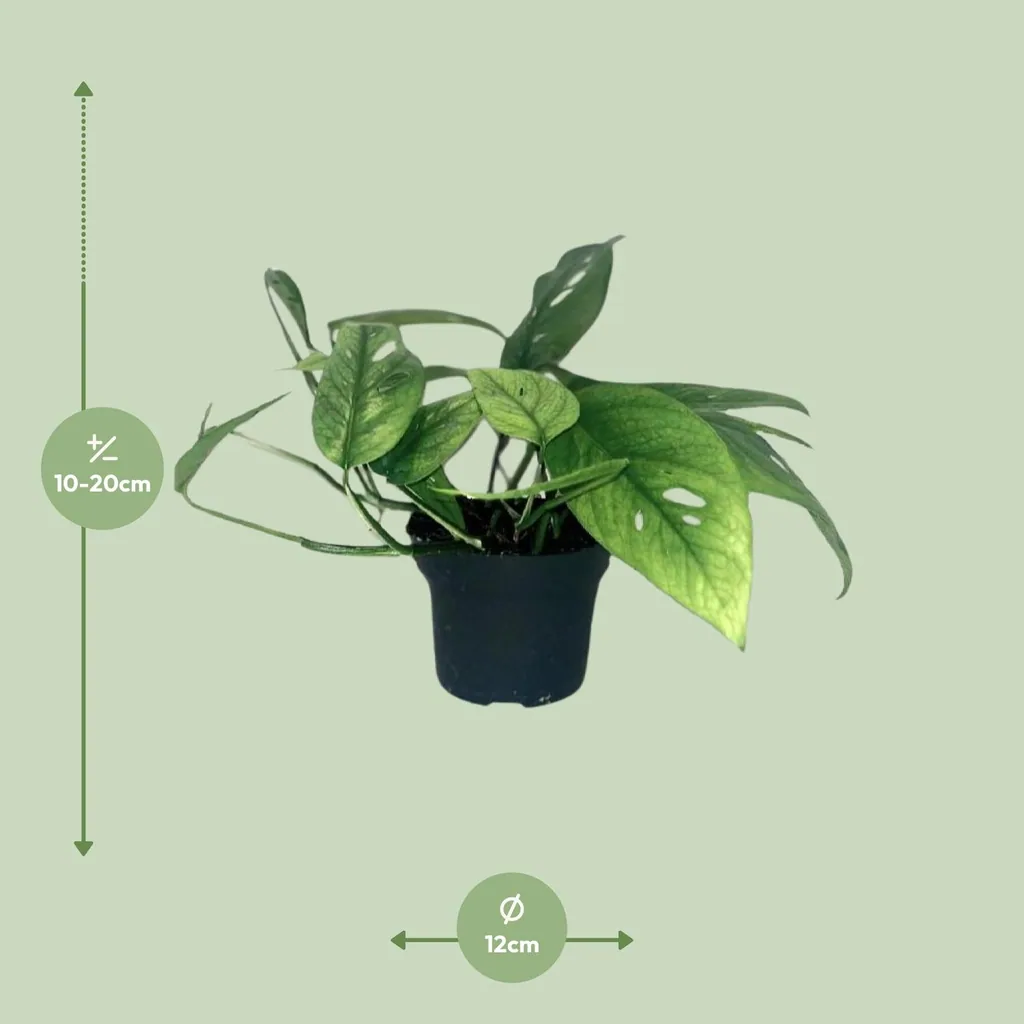 Efeutute 'Cebu Blue' (Epipremnum) – pflegeleichte Zimmerpflanze, Topf-Ø 12 cm, Höhe ca. 20 cm