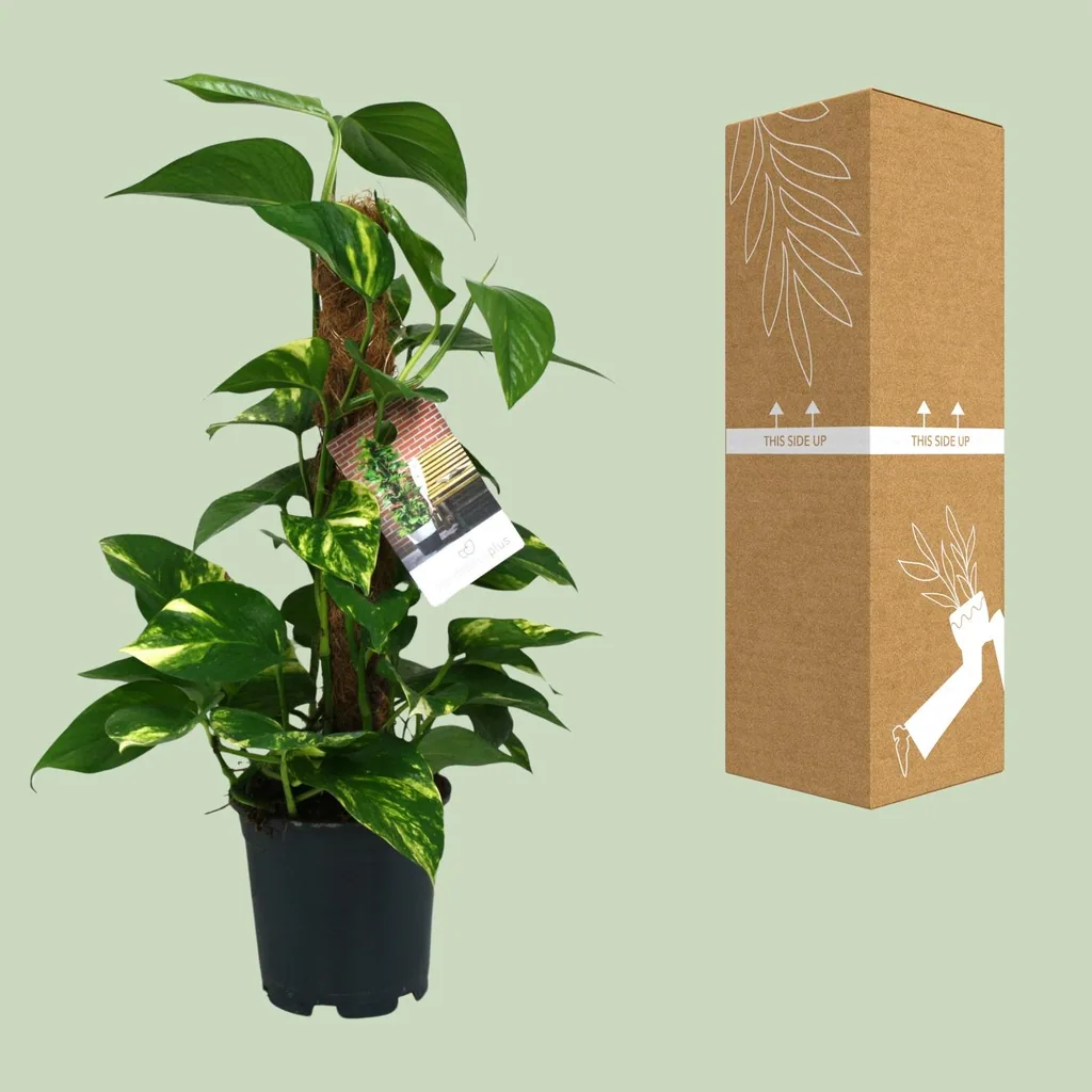 Efeutute (Epipremnum aureum) – pflegeleichte Zimmerpflanze, Topf-Ø 15 cm, Höhe ca. 50 cm