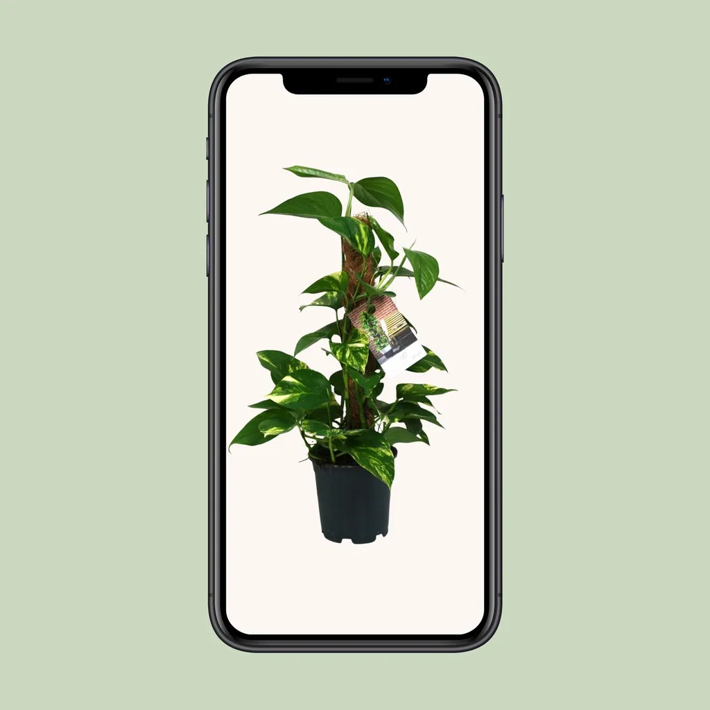 Efeutute (Epipremnum aureum) – pflegeleichte Zimmerpflanze, Topf-Ø 15 cm, Höhe ca. 50 cm