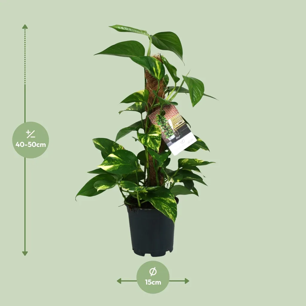 Efeutute (Epipremnum aureum) – pflegeleichte Zimmerpflanze, Topf-Ø 15 cm, Höhe ca. 50 cm