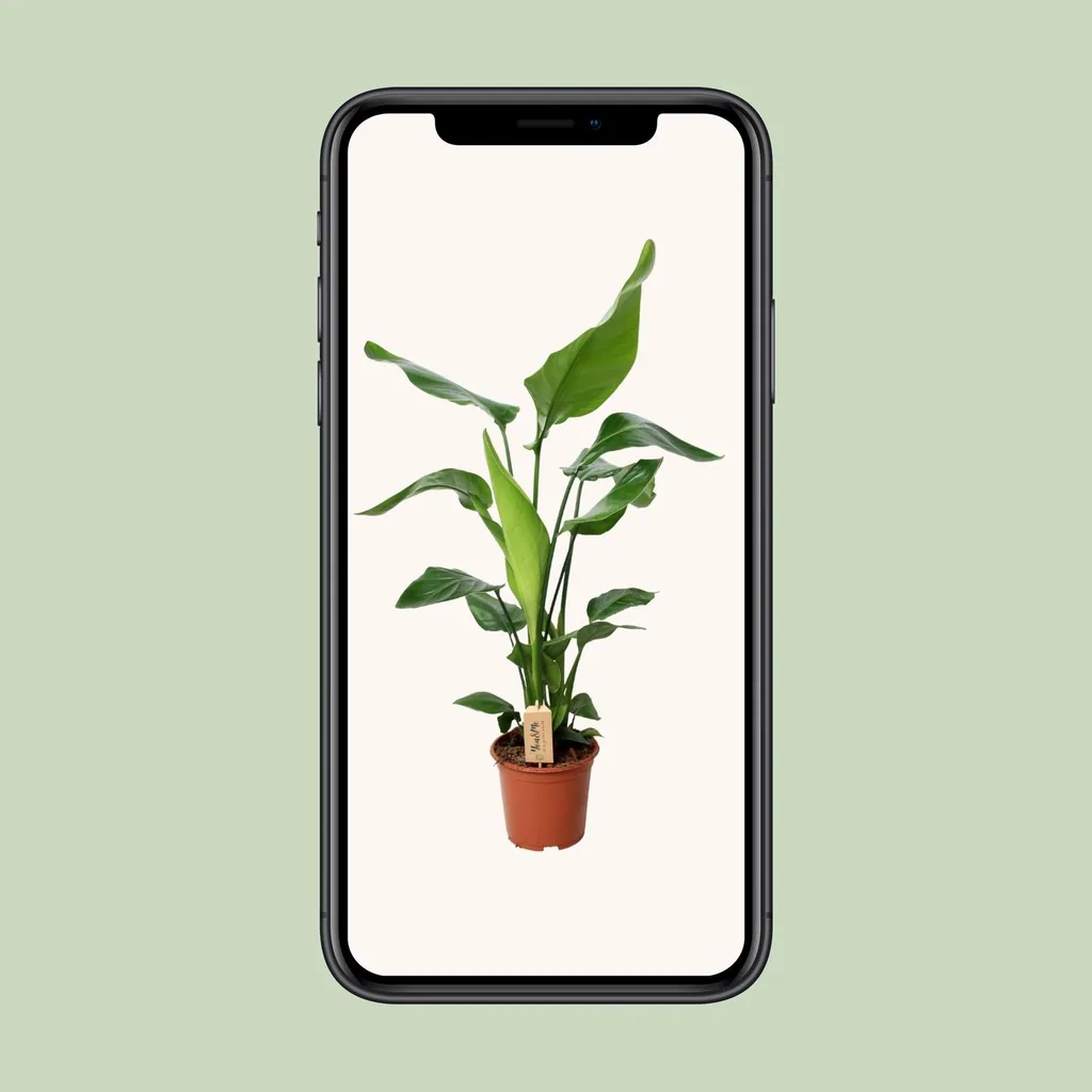 Baumstrelitzie 'Nicolai' (Strelitzia nicolai) – pflegeleichte Zimmerpflanze, Topf-Ø 19 cm, Höhe ca. 90 cm