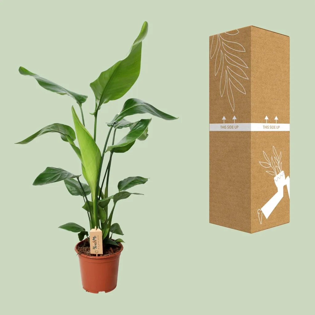 Baumstrelitzie 'Nicolai' (Strelitzia nicolai) – pflegeleichte Zimmerpflanze, Topf-Ø 19 cm, Höhe ca. 90 cm