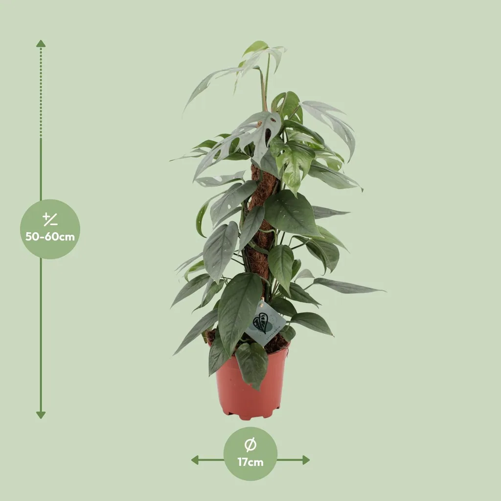 Efeutute 'Cebu Blue' (Epipremnum pinnatum) – pflegeleichte Zimmerpflanze, Topf-Ø 17 cm, Höhe ca. 60 cm