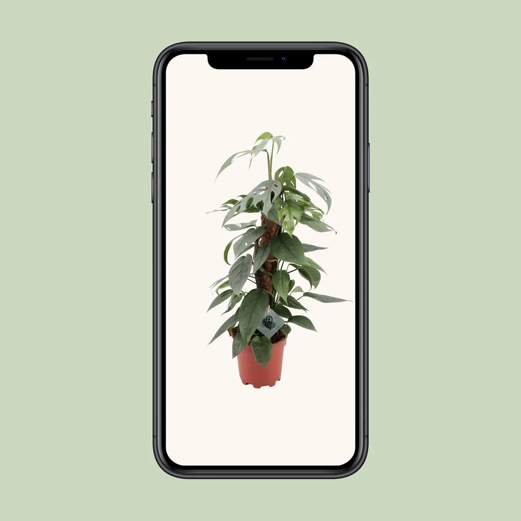 Efeutute 'Cebu Blue' (Epipremnum pinnatum) – pflegeleichte Zimmerpflanze, Topf-Ø 17 cm, Höhe ca. 60 cm