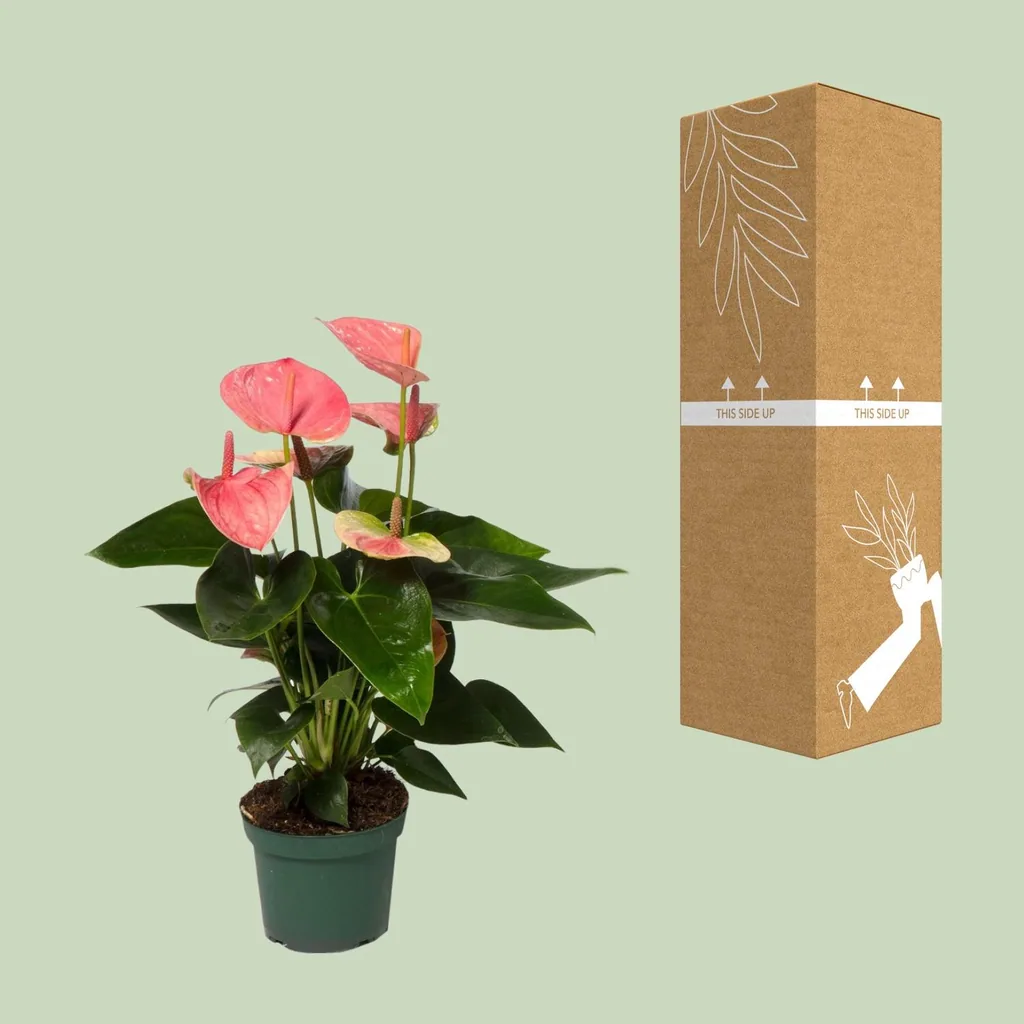 Flamingoblume 'Sweet Dream' (Anthurium) – pflegeleichte Zimmerpflanze, Topf-Ø 12 cm, Höhe ca. 35 cm