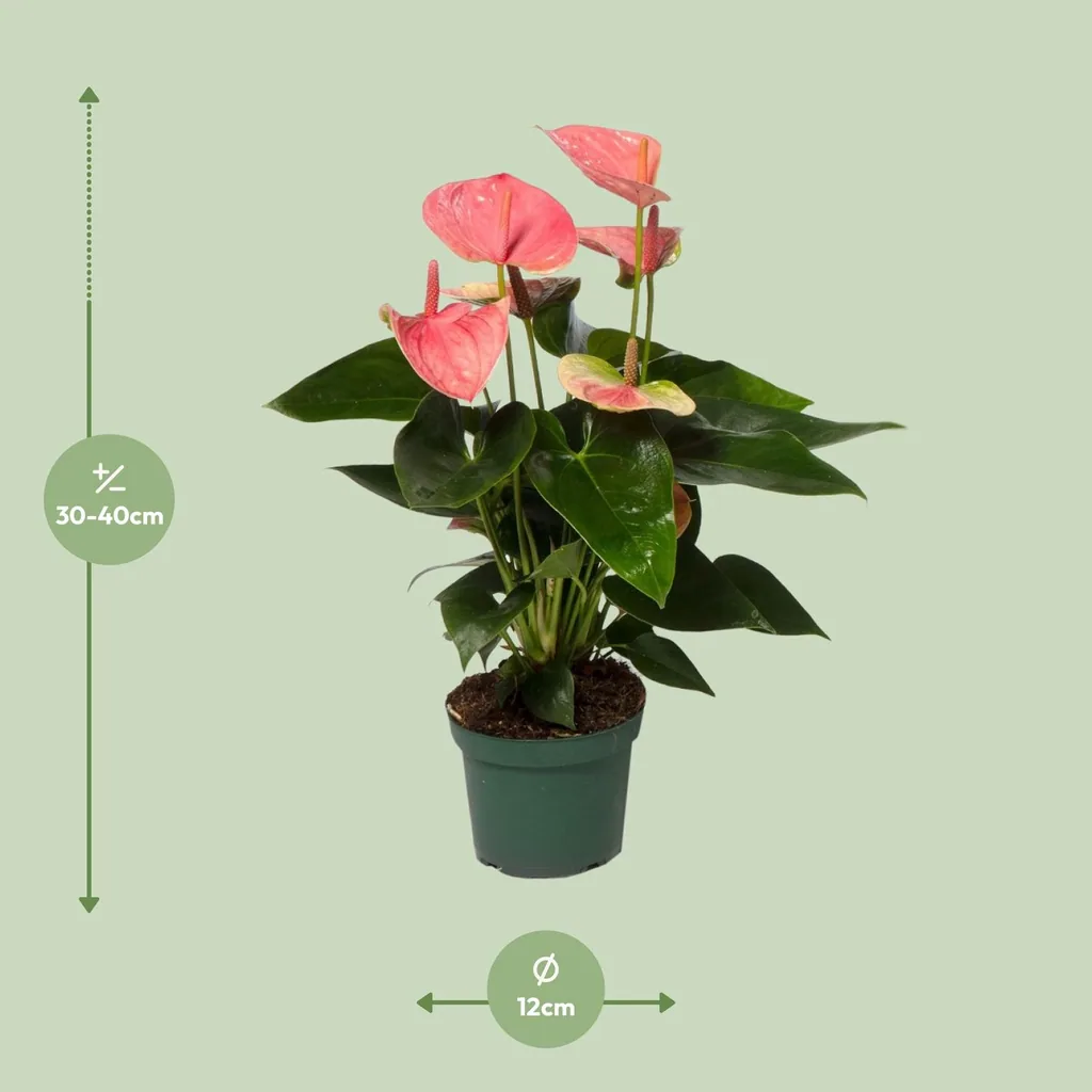 Flamingoblume 'Sweet Dream' (Anthurium) – pflegeleichte Zimmerpflanze, Topf-Ø 12 cm, Höhe ca. 35 cm