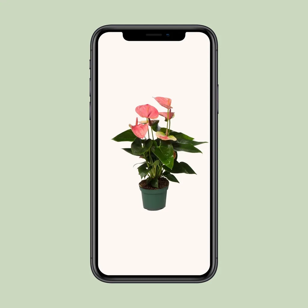 Flamingoblume 'Sweet Dream' (Anthurium) – pflegeleichte Zimmerpflanze, Topf-Ø 12 cm, Höhe ca. 35 cm
