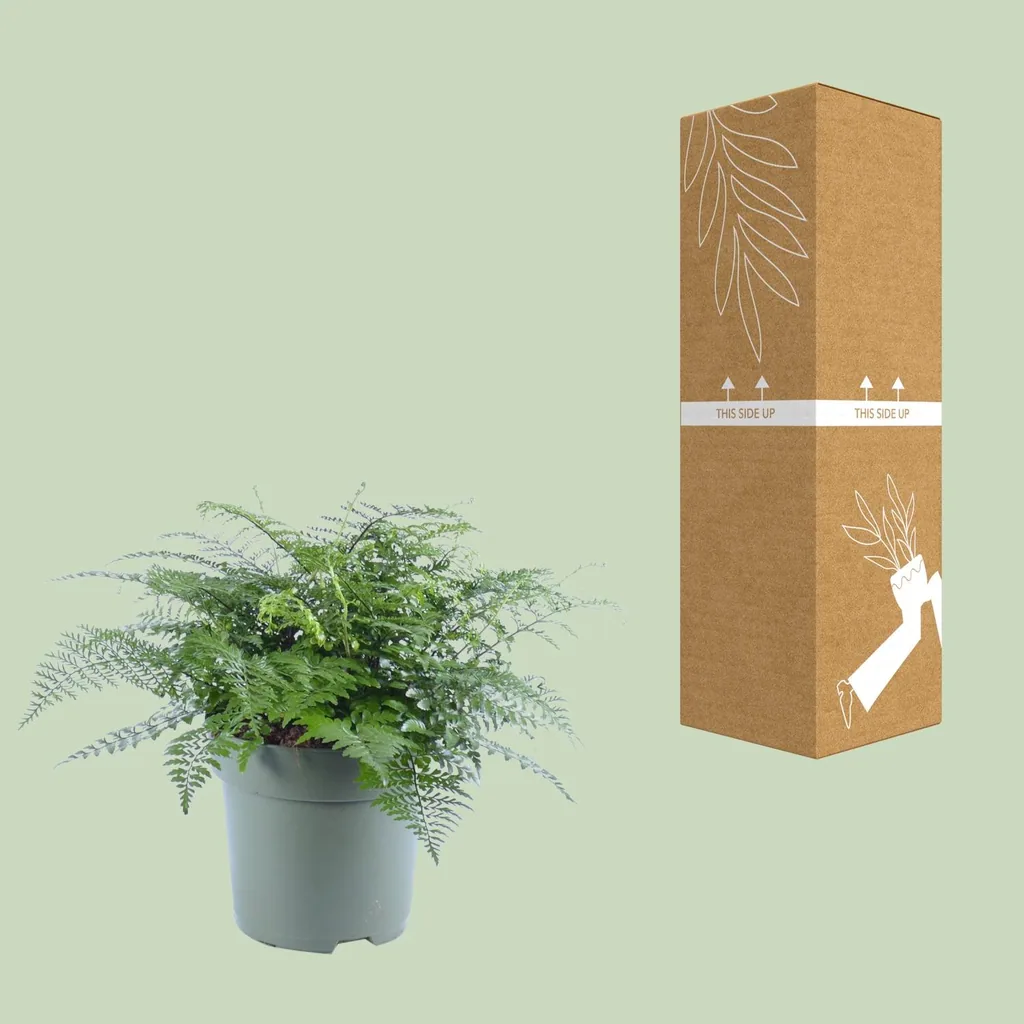 Nestfarn 'Parvati' (Asplenium parvisorum) – pflegeleichte Zimmerpflanze, Topf-Ø 27 cm, Höhe ca. 50 cm