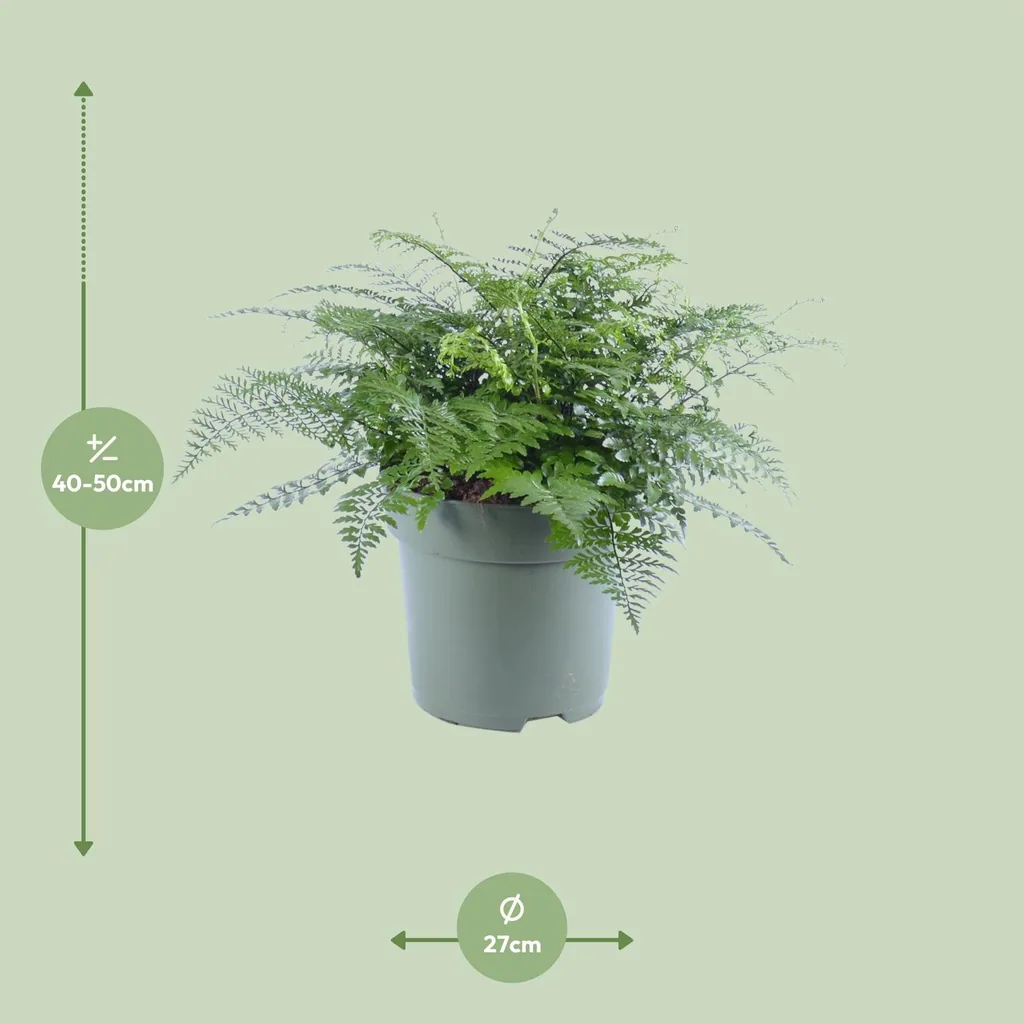 Nestfarn 'Parvati' (Asplenium parvisorum) – pflegeleichte Zimmerpflanze, Topf-Ø 27 cm, Höhe ca. 50 cm