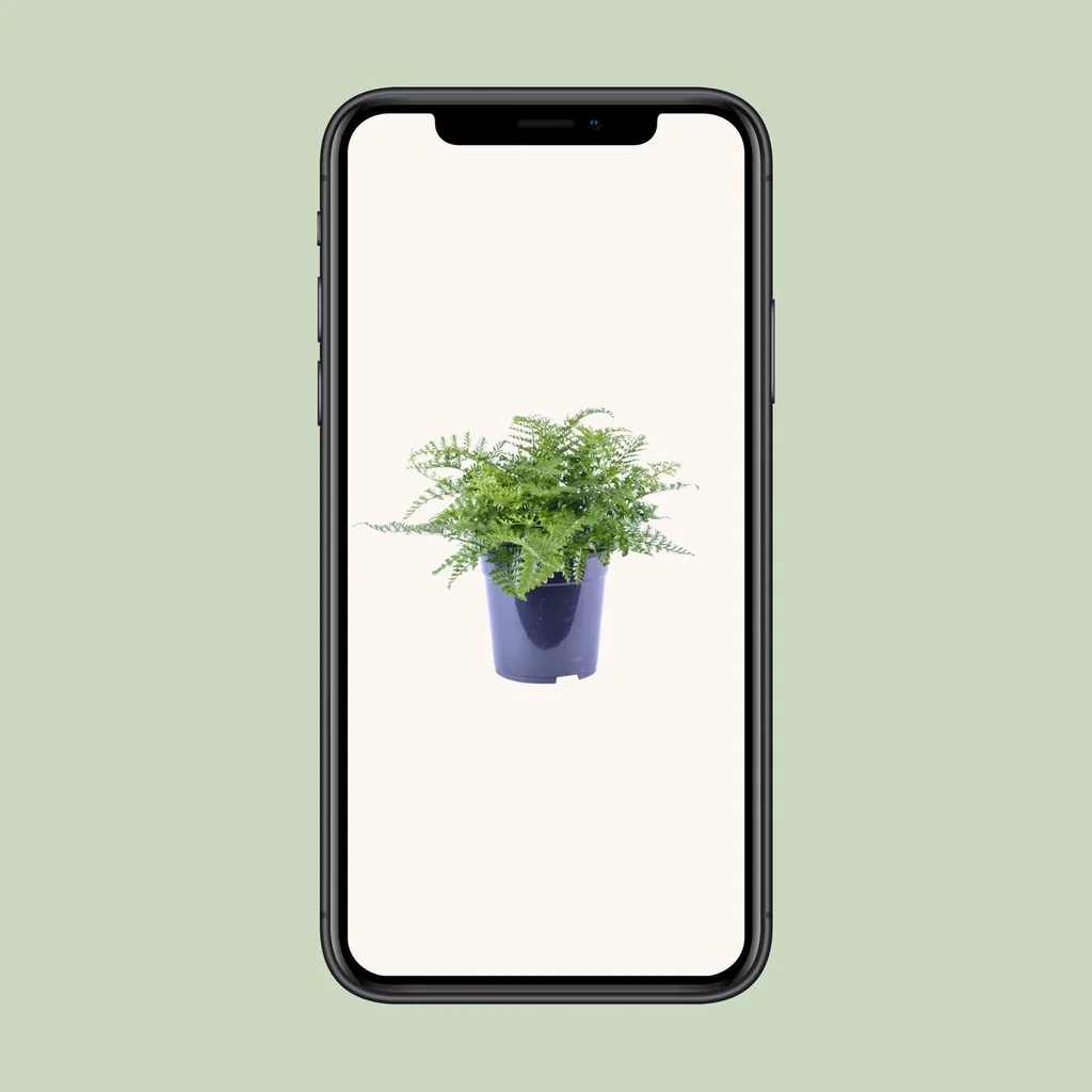 Zwerg-Nestfarn 'Parvati' (Asplenium parvisorum) – pflegeleichte Zimmerpflanze, Topf-Ø 21 cm, Höhe ca. 40 cm