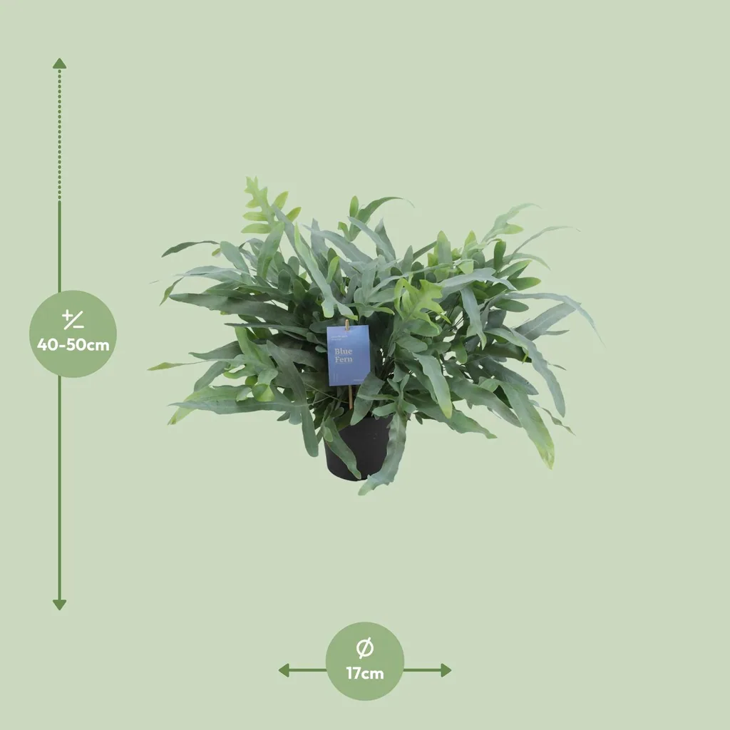 Goldtüpfelfarn 'Blue Star' (Phlebodium aureum) – pflegeleichte Zimmerpflanze, Topf-Ø 17 cm, Höhe ca. 50 cm