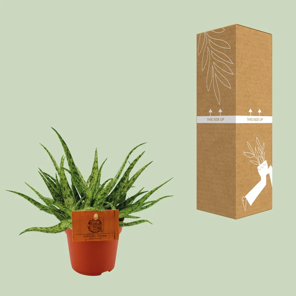 Aloe 'Spider' (Aloe) – pflegeleichte Zimmerpflanze, Topf-Ø 10,5 cm