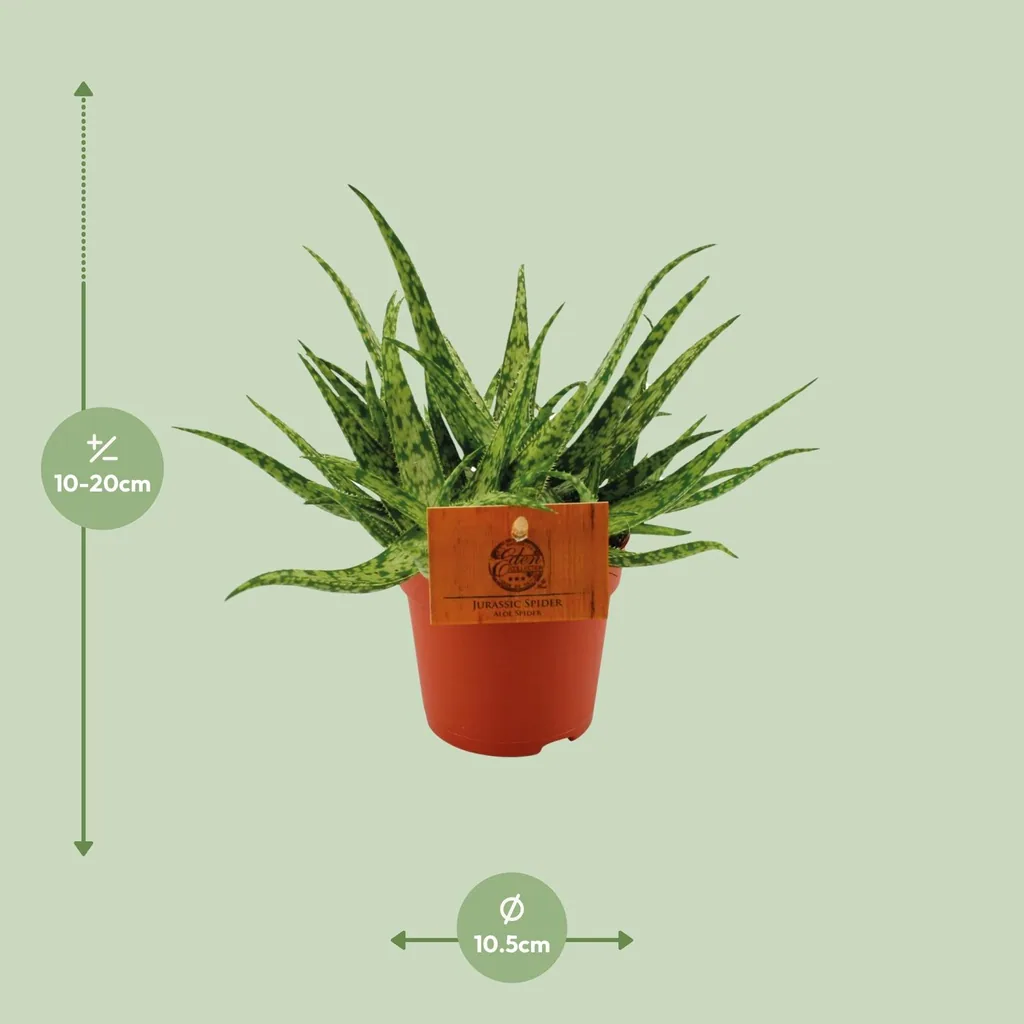 Aloe 'Spider' (Aloe) – pflegeleichte Zimmerpflanze, Topf-Ø 10,5 cm