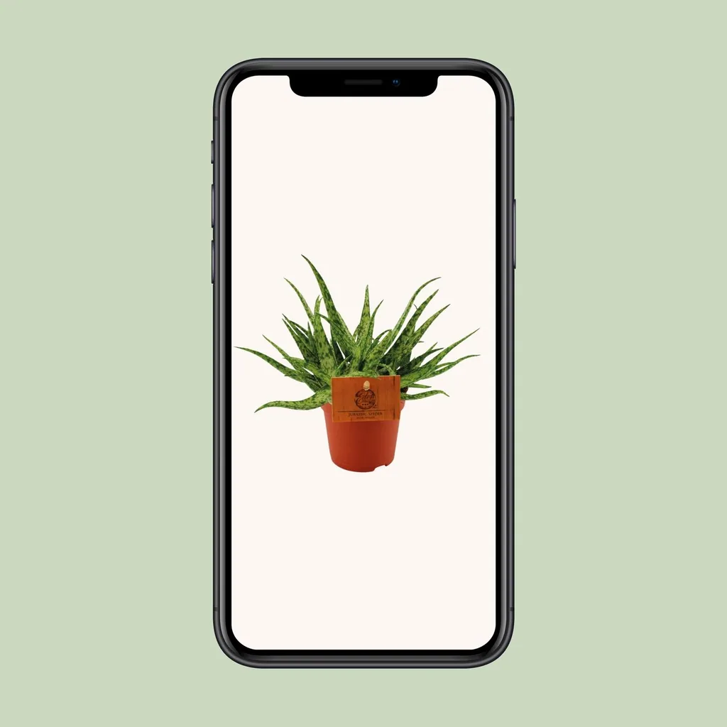 Aloe 'Spider' (Aloe) – pflegeleichte Zimmerpflanze, Topf-Ø 10,5 cm