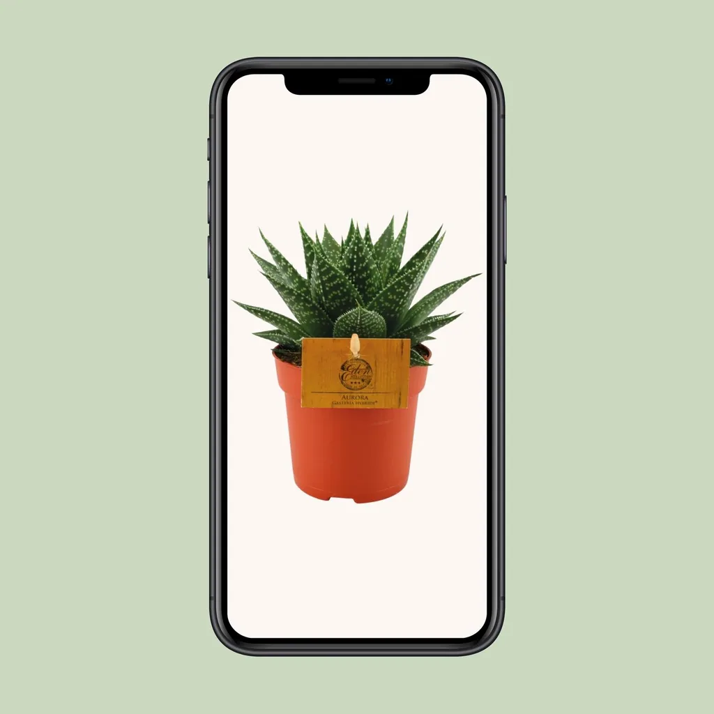 Gasterie 'Hybride Aurora' (Gasteria) – pflegeleichte Zimmerpflanze, Topf-Ø 11 cm, Höhe ca. 15 cm