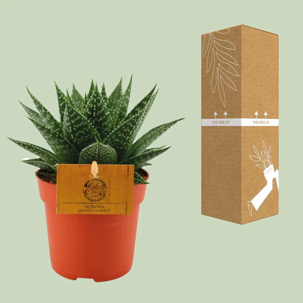 Gasterie 'Hybride Aurora' (Gasteria) – pflegeleichte Zimmerpflanze, Topf-Ø 11 cm, Höhe ca. 15 cm
