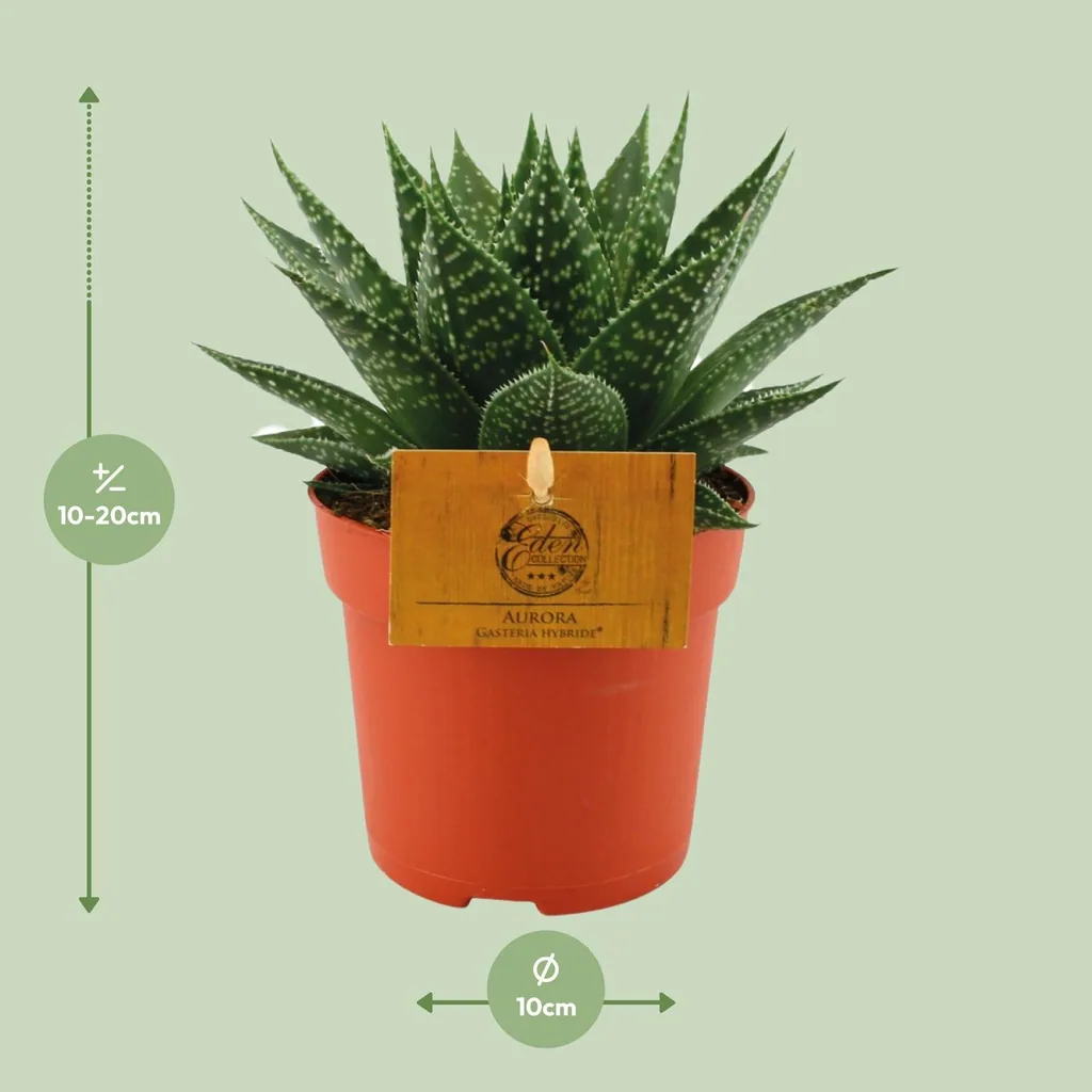 Gasterie 'Hybride Aurora' (Gasteria) – pflegeleichte Zimmerpflanze, Topf-Ø 11 cm, Höhe ca. 15 cm