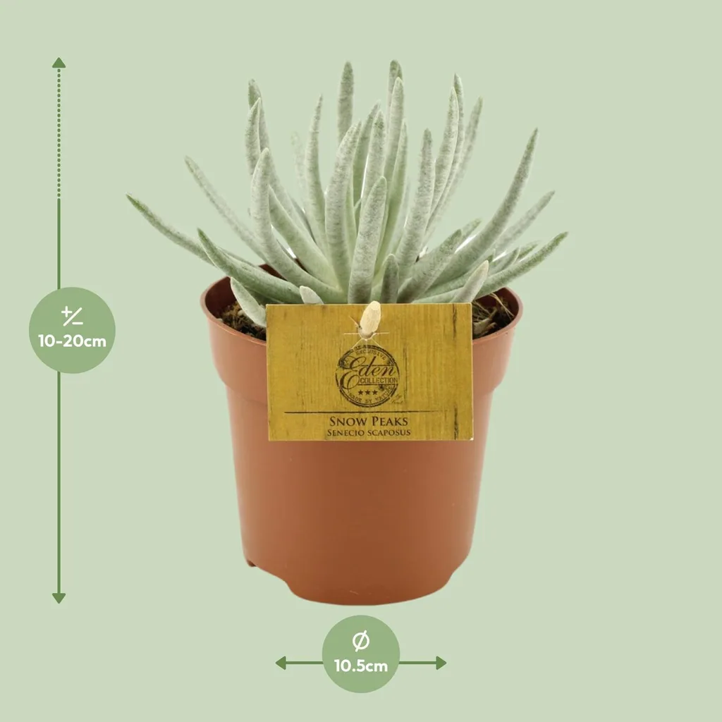 Kap-Kreuzkraut (Senecio scaposus) – pflegeleichte Zimmerpflanze