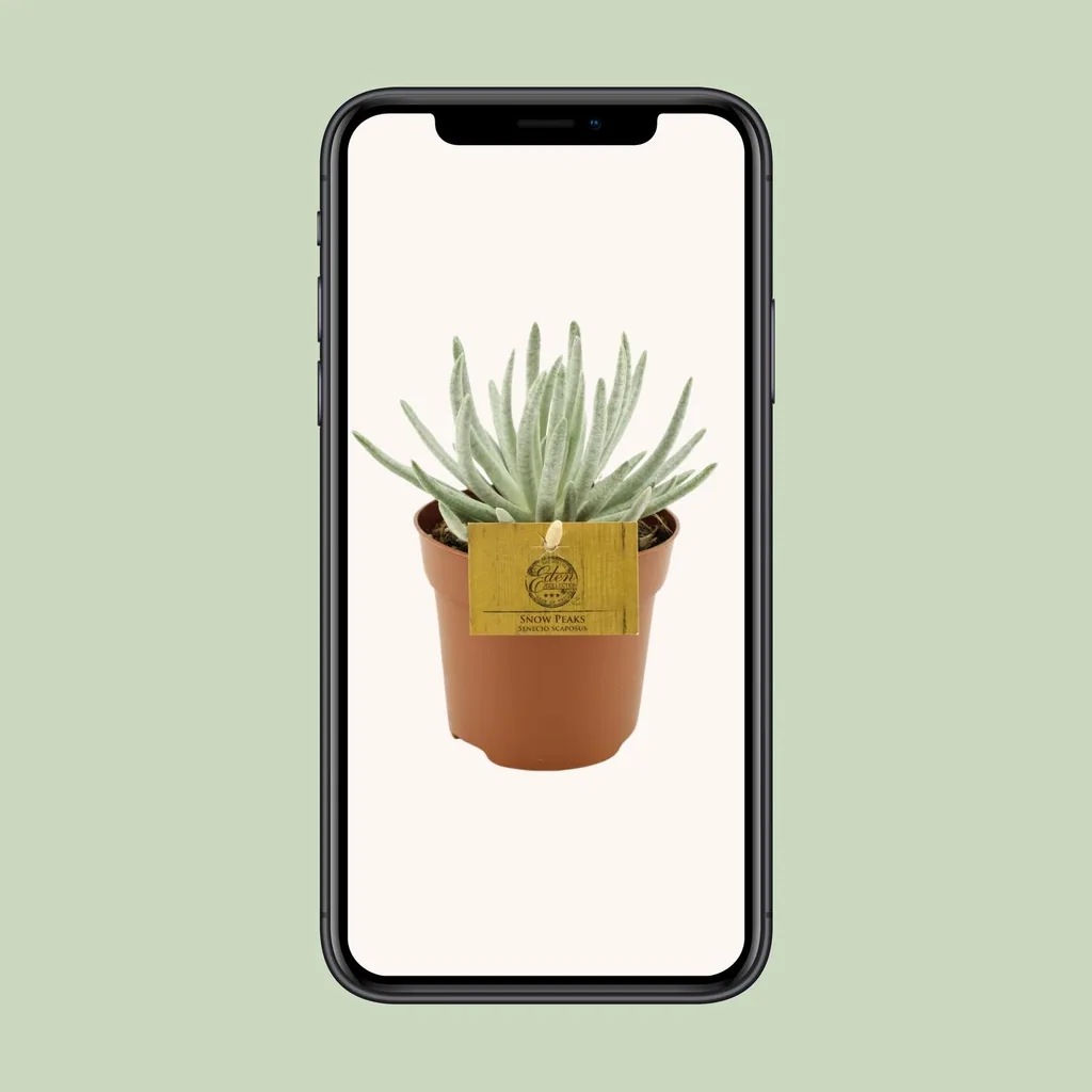 Kap-Kreuzkraut (Senecio scaposus) – pflegeleichte Zimmerpflanze