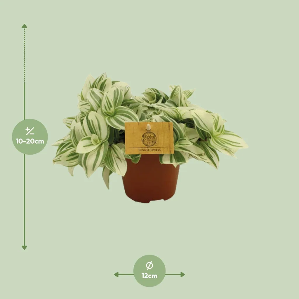 Dreimasterblume 'Brightness' (Tradescantia) – pflegeleichte Zimmerpflanze, Topf-Ø 12 cm