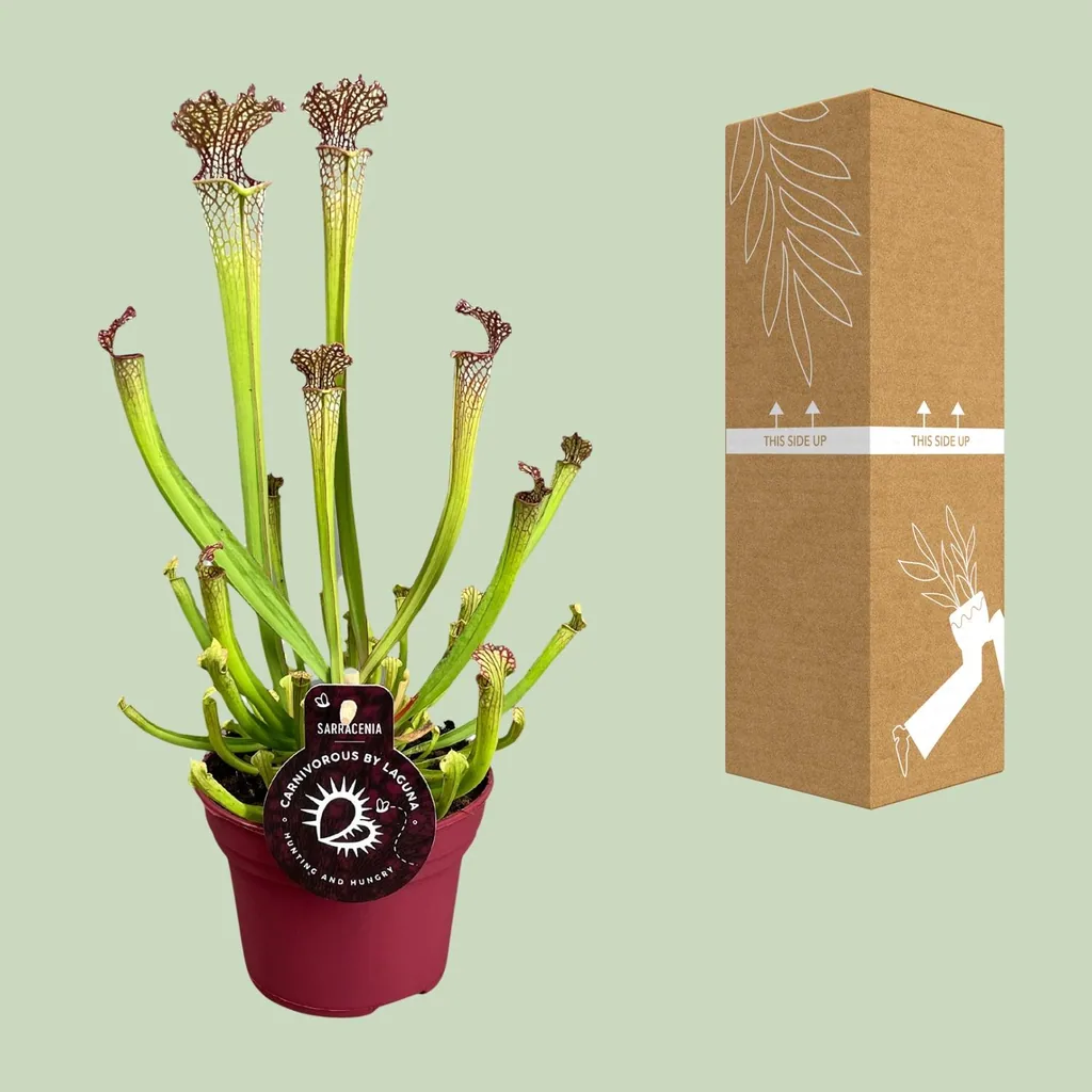 Farnhams Schlauchpflanze (Sarracenia farnhamii) – pflegeleichte Zimmerpflanze, Topf-Ø 12 cm, Höhe ca. 40 cm