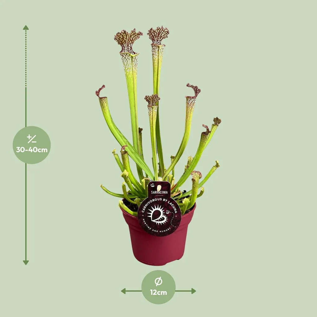 Farnhams Schlauchpflanze (Sarracenia farnhamii) – pflegeleichte Zimmerpflanze, Topf-Ø 12 cm, Höhe ca. 40 cm
