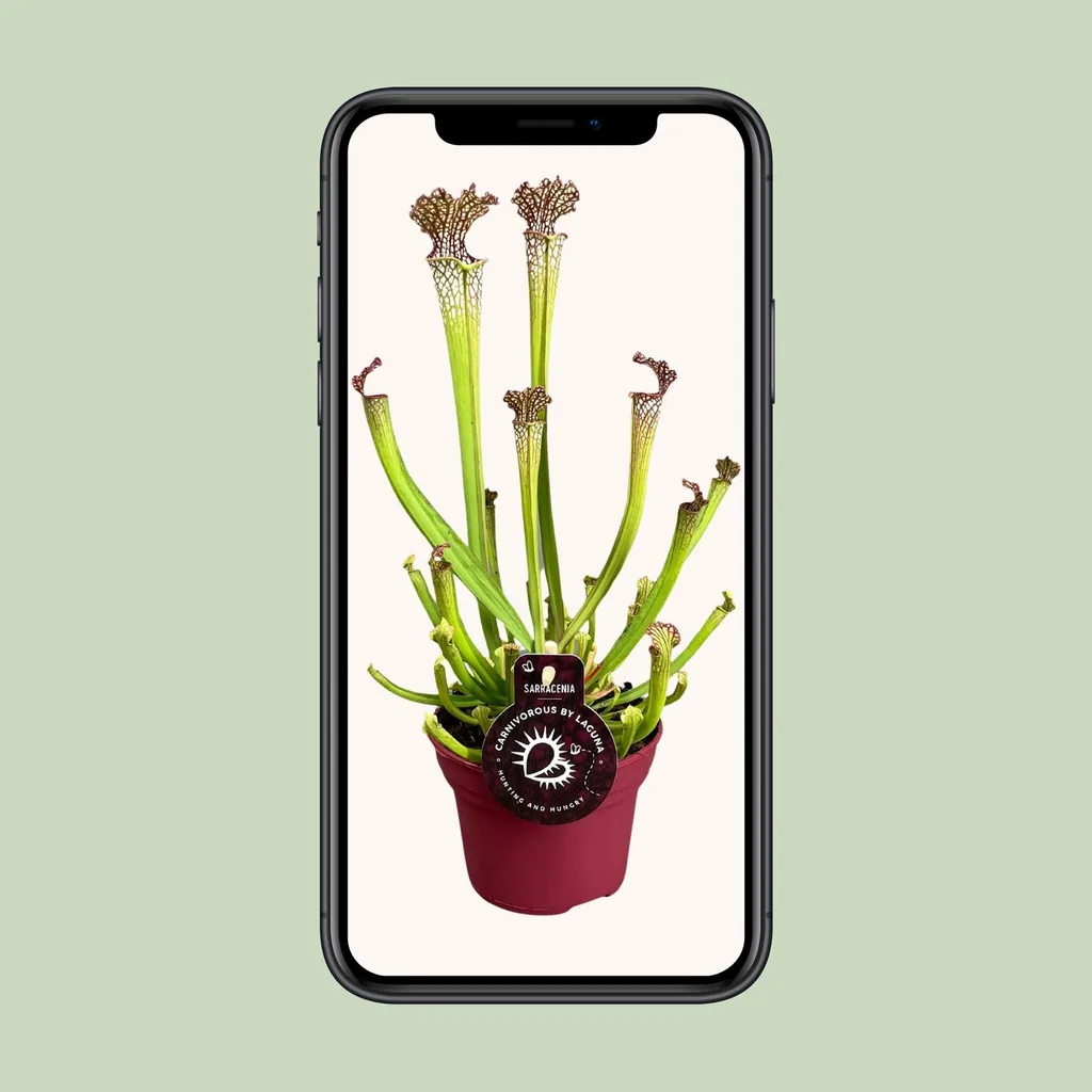 Farnhams Schlauchpflanze (Sarracenia farnhamii) – pflegeleichte Zimmerpflanze, Topf-Ø 12 cm, Höhe ca. 40 cm
