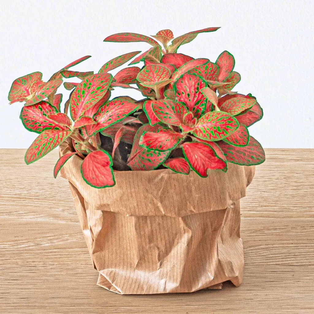 Pflanzen-Terrarium-Paket Calathea Lancifolia - Nachfüll- & Startpaket - DIY